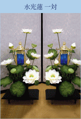 水光蓮 水光蓮